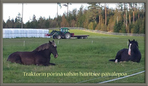 Saku vähän huilaa ja nuori "pojankloppi" ottaa mallia.