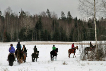 Kierretäänpä metsäsaareke.