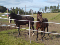 Hampton ja Armani kesällä 2009